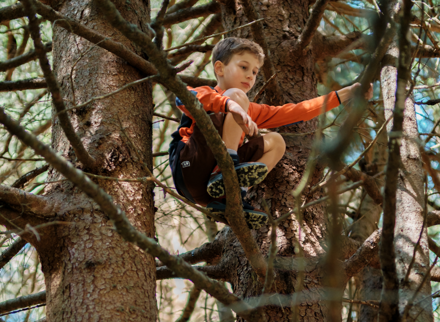 Climbing Trees